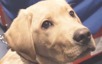 Canucks NHL Weekender: Woof Woof, Fix-Ups, Big $$