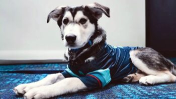 Kraken Forgotten Footnotes (& Paw-Notes)