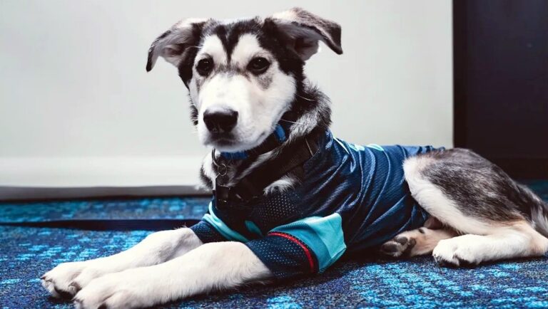 Kraken, Dog Mascot