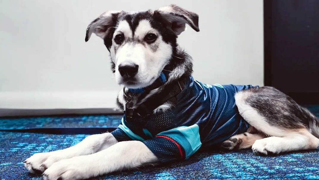 Kraken, Dog Mascot
