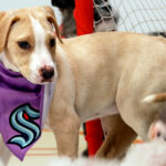 Kraken Winger, Like Canine Namesake, Appears Headed To New Home
