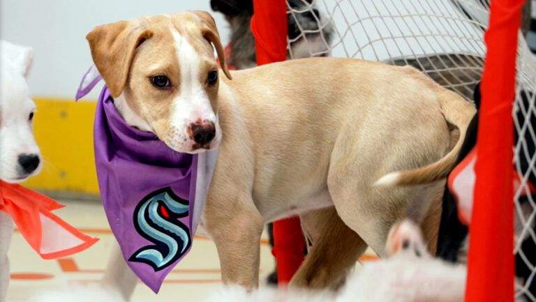 Read more about the article Kraken Winger, Like Canine Namesake, Appears Headed To New Home
