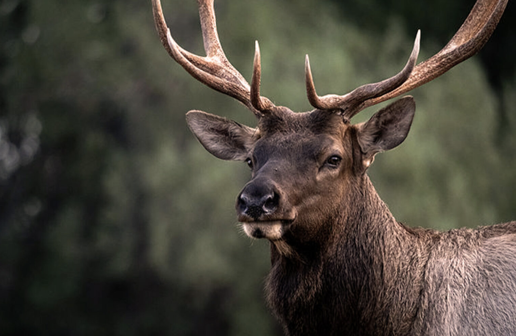 The Kraken-Canucks elk.